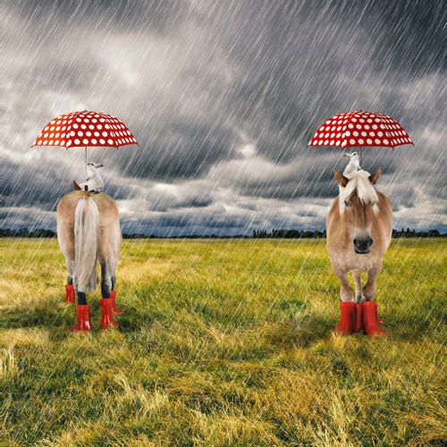 Fotopaneel paard paraplu