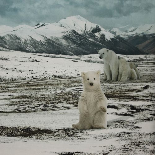Fotopaneel ijsbeer