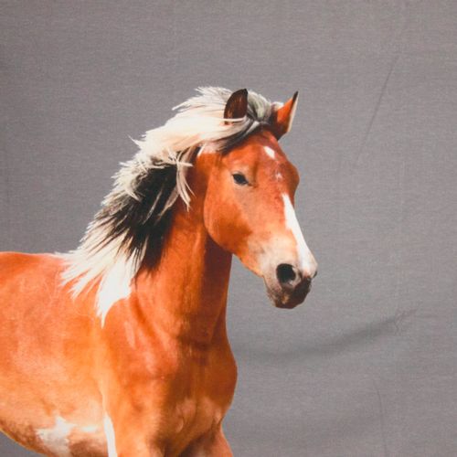 Fotopaneel paard