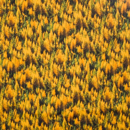 Landschap quilt met herfst bomen