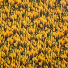 Landschap quilt met herfst bomen