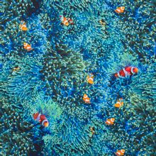 Blauwe katoen met clownvissen