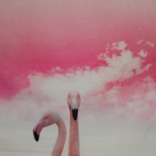 Katoen tricot paneel flamingo