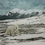 Fotopaneel ijsbeer