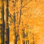 Fotopaneel Herfst