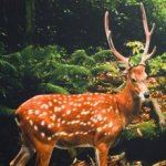 Fotopaneel Hert