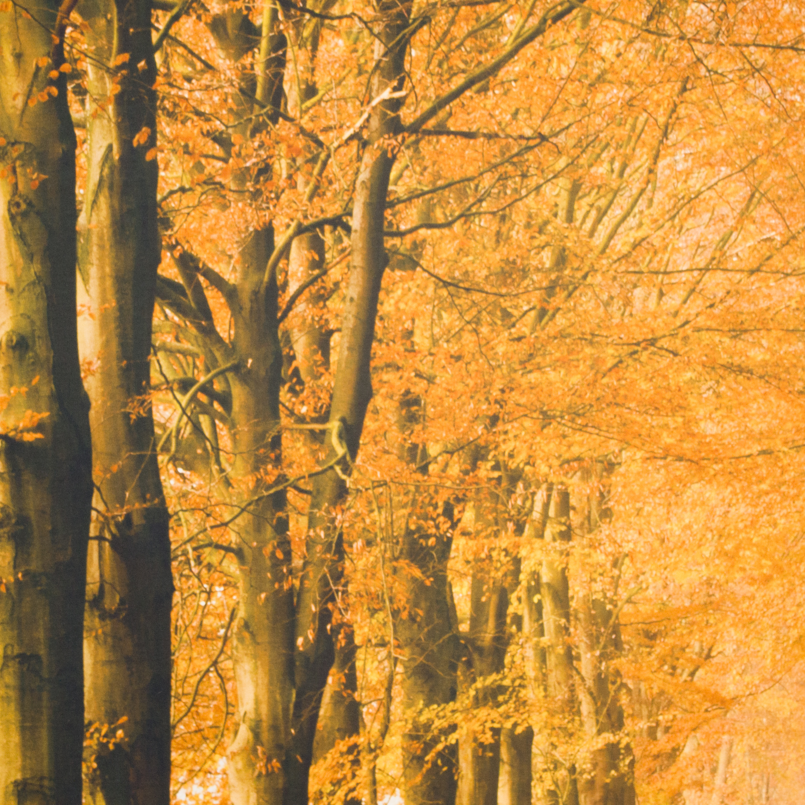 Fotopaneel Herfst