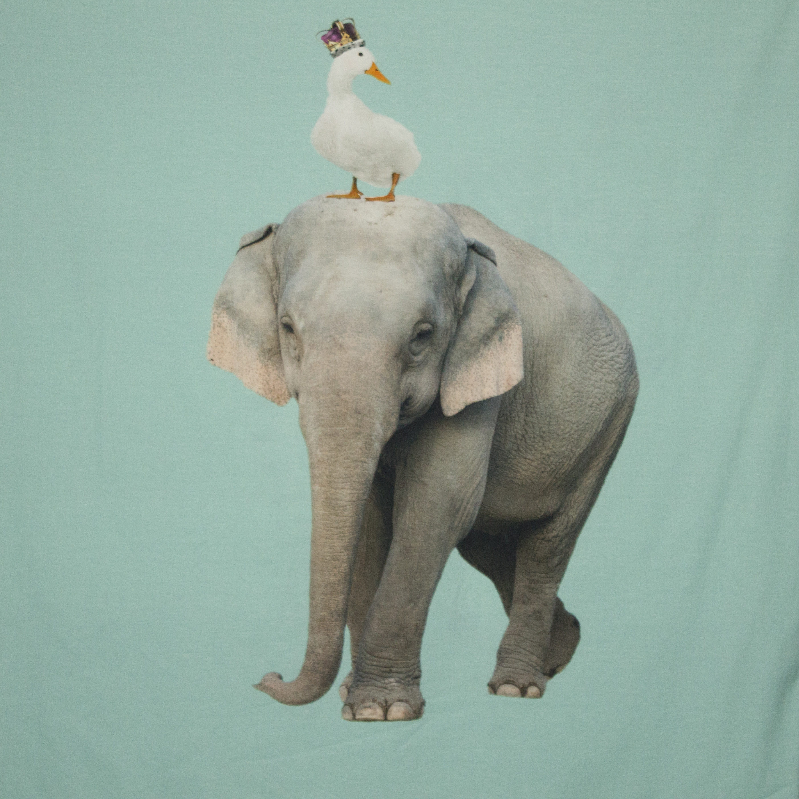Tricot met dierenprint