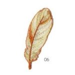 Applicatie - veer koper & zilver - 7 x 2,cm