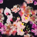 Zwarte tricot met bloemen bedrukt