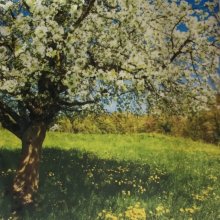 Fotopaneel bloesem 84cm