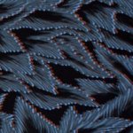 Viscose zwart met blauw Fall leaves - Thorsten Berger