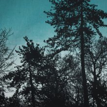 French terry paneel petrol met bomen